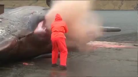 OMG WATCH THIS SPERM WHALE EXPLODE 🥵