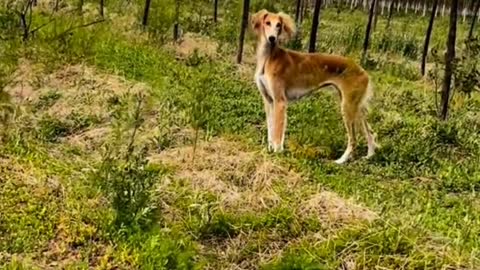 Saluki Hound 1