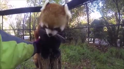 Cutest and adorable Red Panda