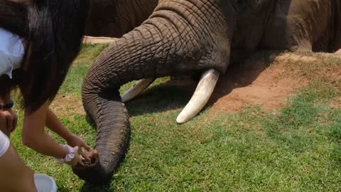 Beautiful elephant eating