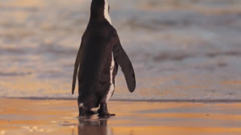 Cute penguin in sea side