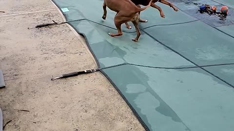 Rhodesian Ridgeback - Ridgebacks Play Rough