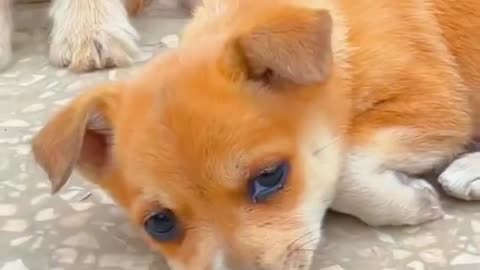 Animal video,dog video, cute puppy short video.