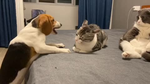 Watch This Dog🐕 and Two Cats'🐈‍⬛🐈‍⬛ Adorable Adventures Together!🐕🐈‍⬛🐈‍⬛🙀😿😍