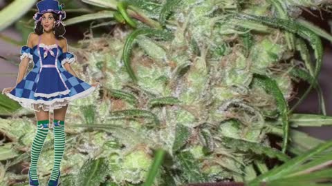 Pineapple Banana Bud – Ace Seeds