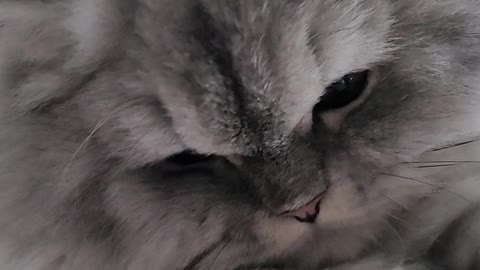 Persian cat resting in the cat tower