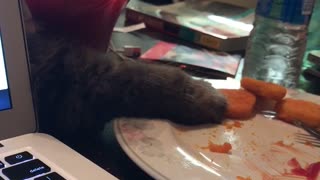 Sneaky Ninja Kitty Steals Nugget