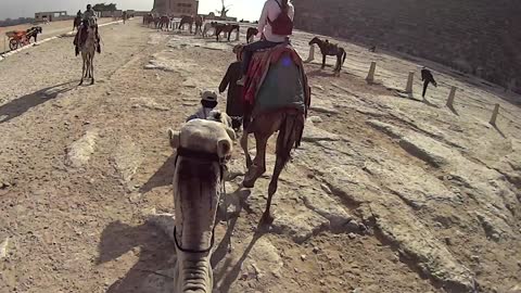 Camel Rides, Giza Plateau, Cairo 2014