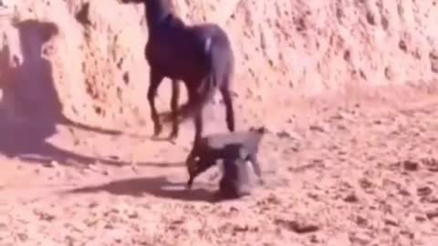 Caballo patea a un perro