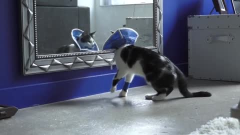 Neutered kitty doesn't even recognize himself