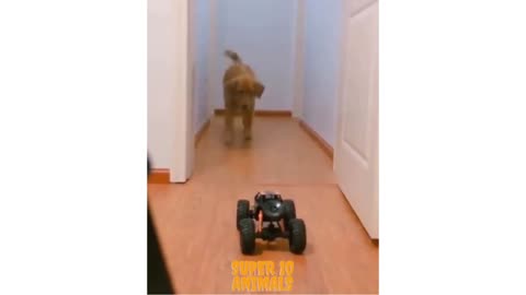 Funny dog being scared, Running away