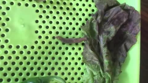 A snail sticking out while eating lettuce...