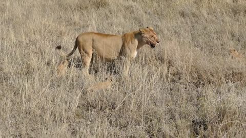 Six Adorable Lion Cubs Play Outside For The First Time!