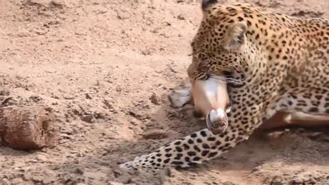 Hunting class, leopards capture antelope prey