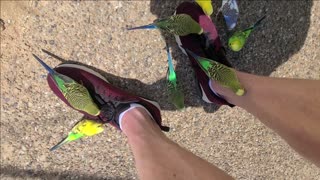 Mobbed by parakeets at the Caldwell Zoo.......