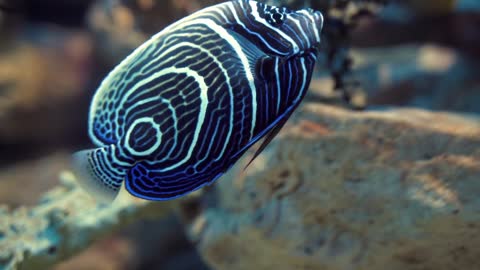 Marine fish elegant moves in underwater.