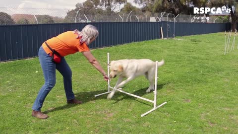 Lesson 2: how to teach your dog to touch or target