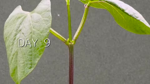 Bean - Time Lapse