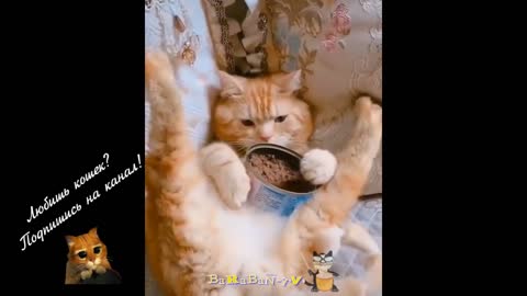 Cats and dogs make funny (смешные коты и собаки) №_17