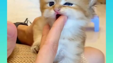 Cute and Funny Cat Videos Compilation