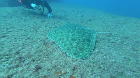 Stingray flying