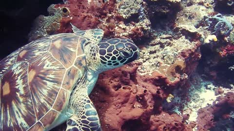 Turtle Underwater!!