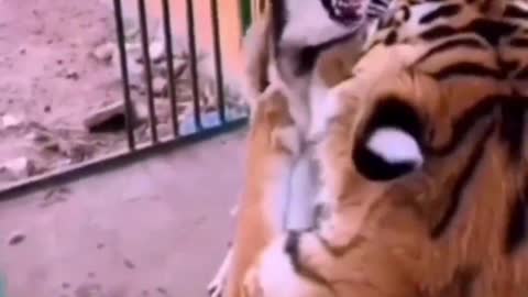 Omg! This dog is so fierce, even tigers are scared by it.