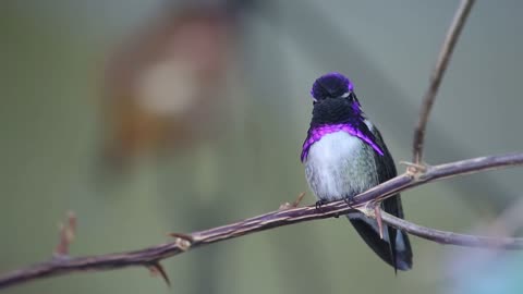 the most beautiful birds