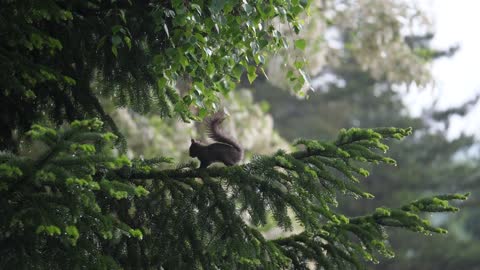 cute little squirrel looking for food on a tree