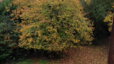 Captivating Autumn Foliage from My Window