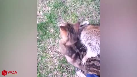 Funny Raccoons and Cats