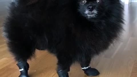 Small black pom dog struggles to walk