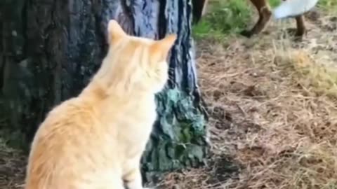 Funny cat vs fox