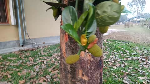 Jackfruit - Bangladesh