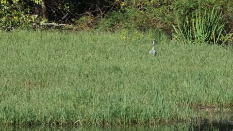 Bird Catching Fish