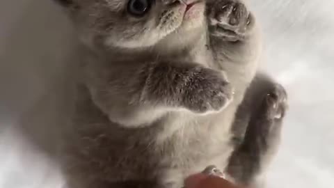 cute baby kitten