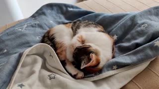 Mother Cat Sleeping On Top Of House Table