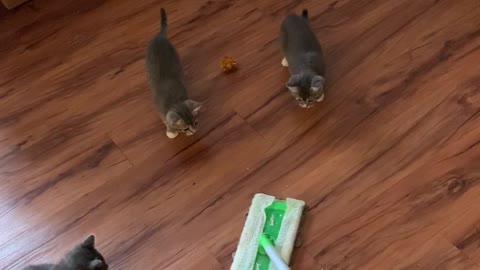 Adorable kittens hunt swiffer sweeper