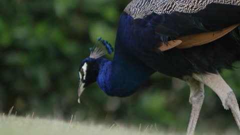 peacock grazing in the grass in slow motion