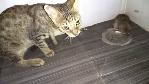 CAT VS MOUSE | CAT EATS MOUSE ALIVE | RAT EATEN BY CAT | BIG FAT RAT | MALE CAT | BENGAL CAT