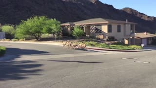 Several Wild Sheep Cross Residential Street