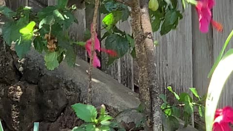 Red Vented Bulbul Babies and Common Finches