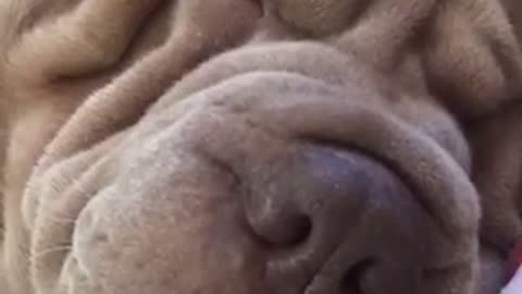 Grey wrinkly face dog snores loudly on brown couch