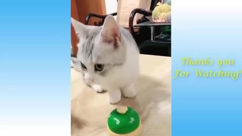 Cat Rings The Bell