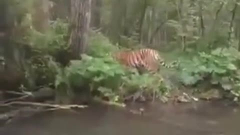 Going ashore, the tiger saw a man and decided that, in order not to attract attention