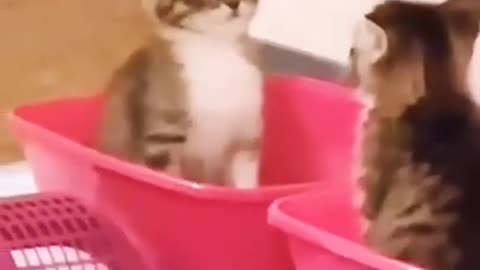 Cute Cats and Funny Animals Compilation 😹 Try Not To Laugh Challenge - Cute Cat 048