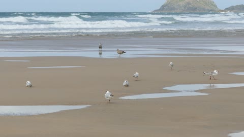 Beautiful birds on the seashore, a wonderful view