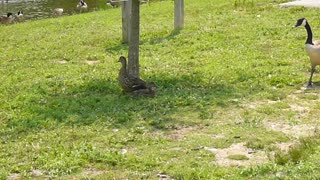 Geese chase mallards from shade tree.