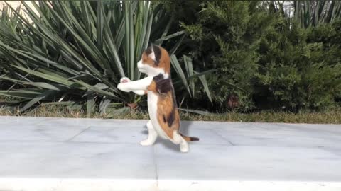 Cat fanny dance