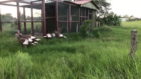 Bourbon red turkeys